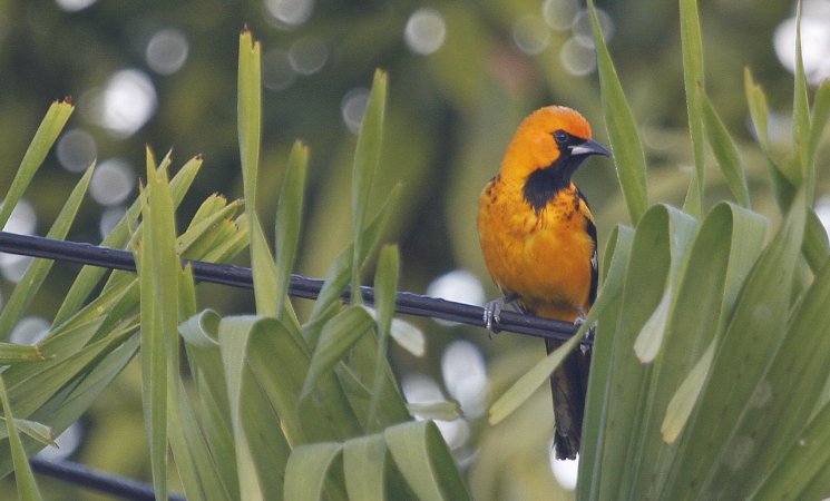 Photo (2): Spot-breasted Oriole