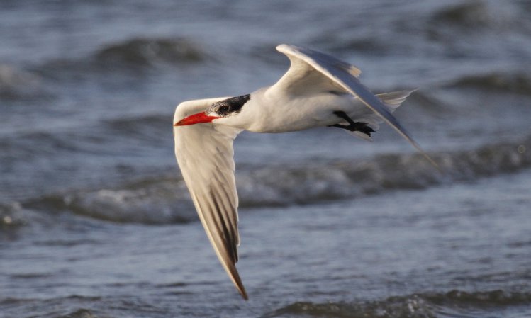 Photo (13): Caspian Tern