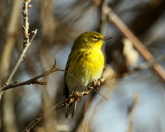 Photo (7): Pine Warbler