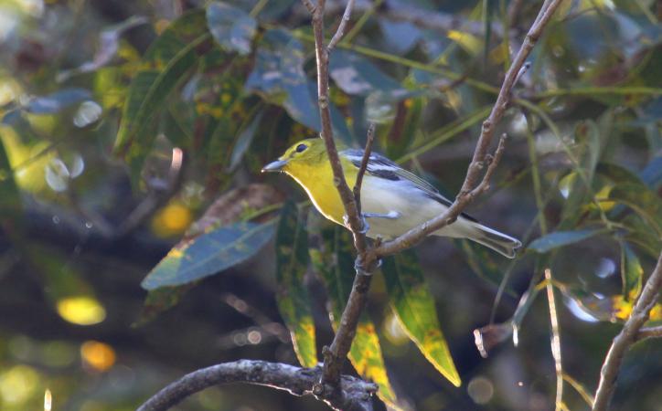 Photo (13): Yellow-throated Vireo