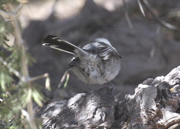 Photo (5): Black-tailed Gnatcatcher