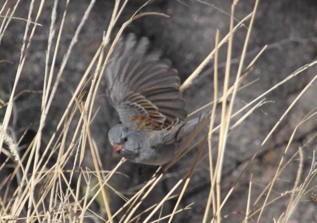 Photo (15): Black-chinned Sparrow