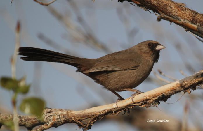 Photo (1): Abert's Towhee