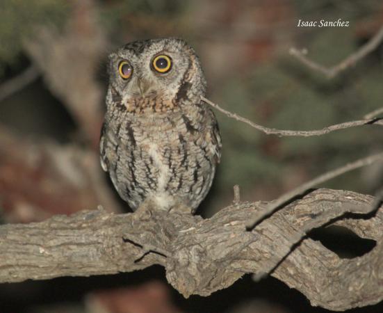 Photo (2): Whiskered Screech-Owl