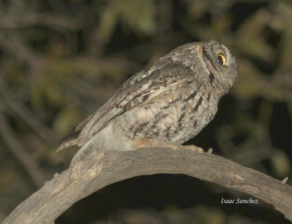 Photo (3): Whiskered Screech-Owl