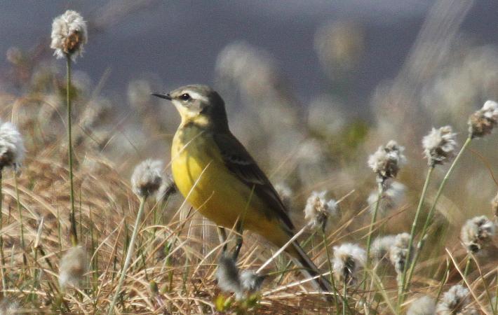 Photo (3): Eastern Yellow Wagtail