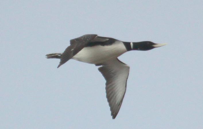 Photo (1): Yellow-billed Loon