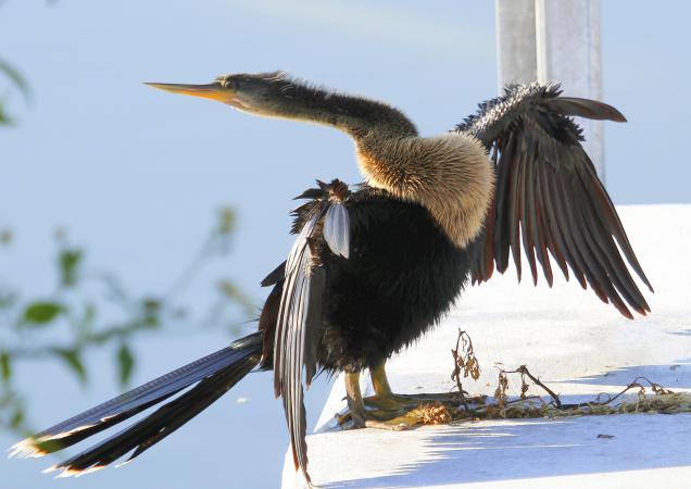 Photo (10): Anhinga