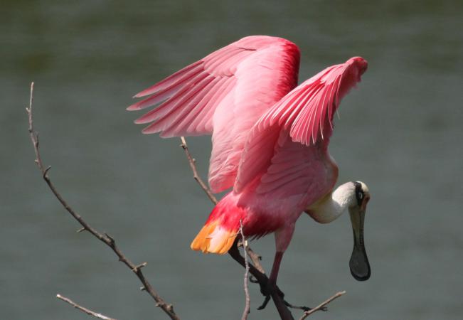 Photo (5): Roseate Spoonbill