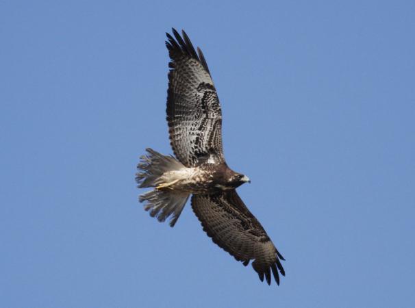 Photo (4): White-tailed Hawk