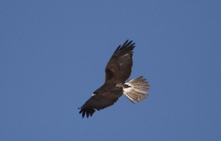 Photo (5): White-tailed Hawk