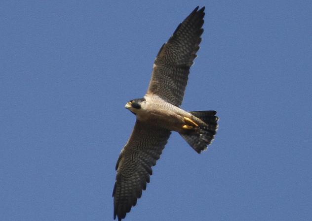 Photo (6): Peregrine Falcon