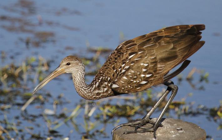 Photo (1): Limpkin