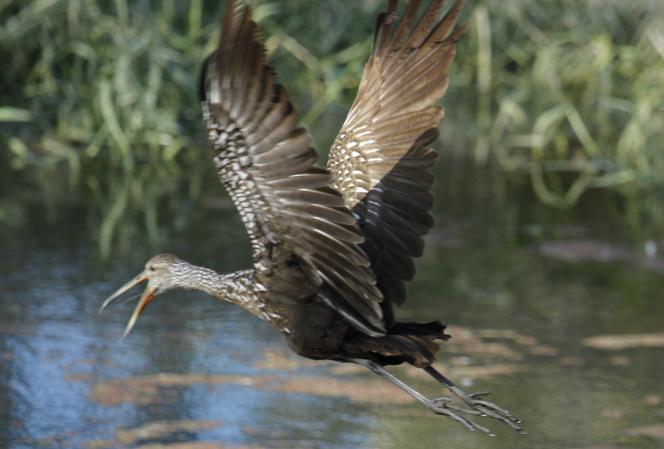 Photo (16): Limpkin