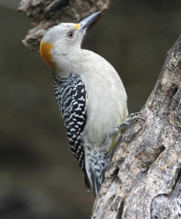 Photo (2): Golden-fronted Woodpecker