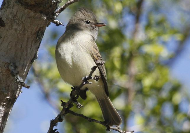 Photo (1): Northern Beardless-Tyrannulet