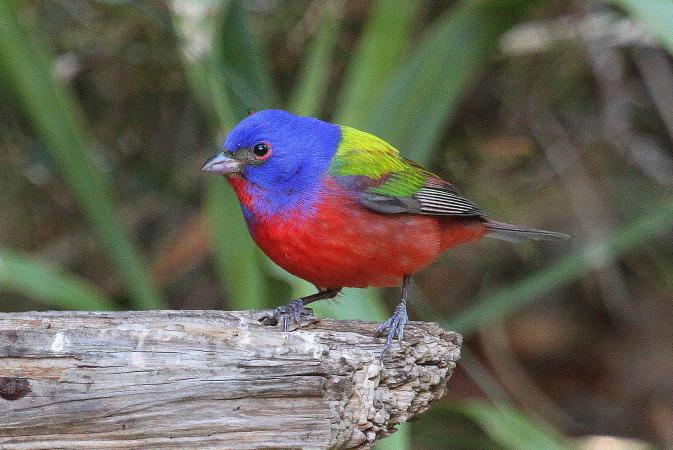 Photo (1): Painted Bunting