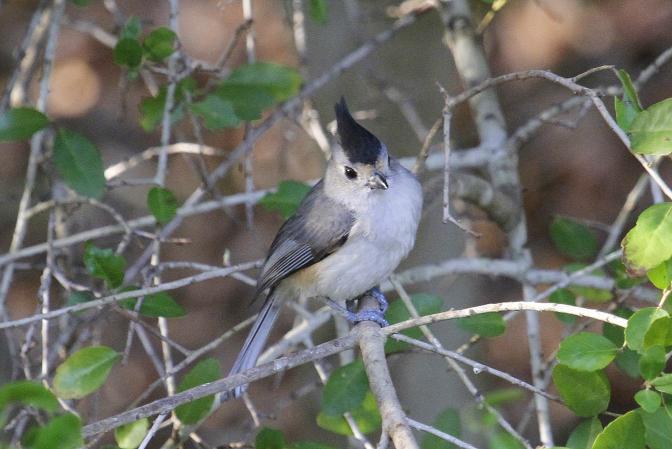 Photo (2): Black-crested Titmouse