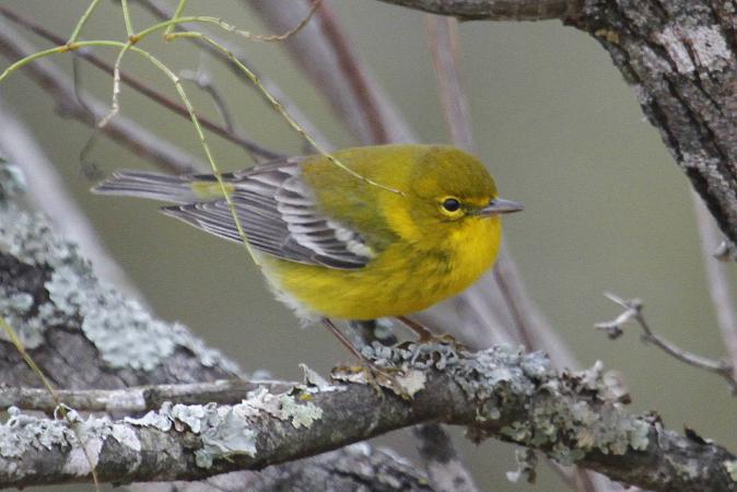 Photo (1): Pine Warbler