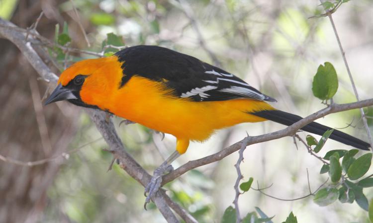 Photo (11): Altamira Oriole