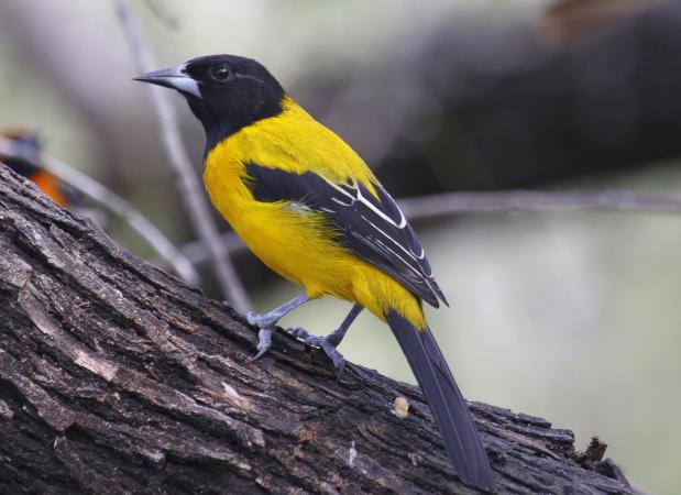 Photo (1): Audubon's Oriole