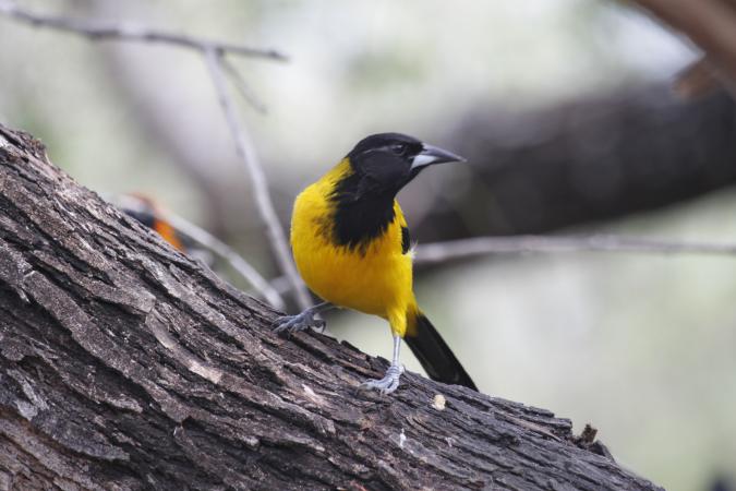 Photo (4): Audubon's Oriole