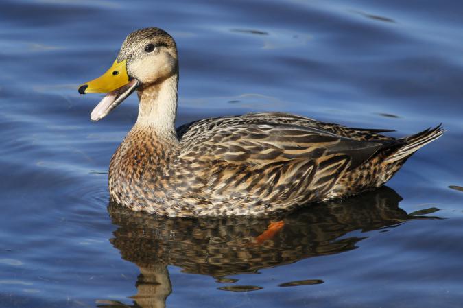 Photo (1): Mottled Duck