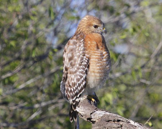 Photo (1): Red-shouldered Hawk