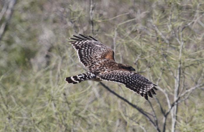 Photo (4): Red-shouldered Hawk