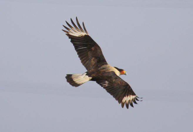 Photo (9): Crested Caracara