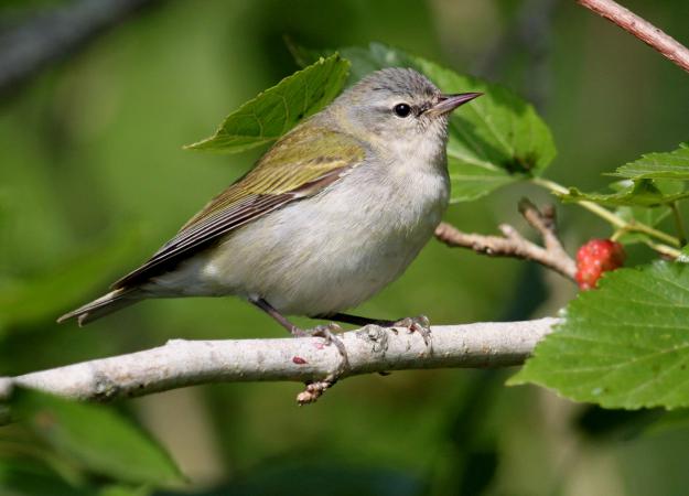 Photo (1): Tennessee Warbler