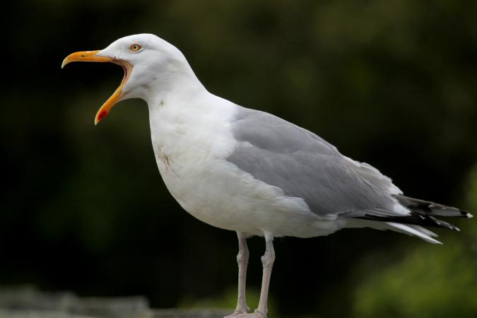 Photo (1): Herring Gull