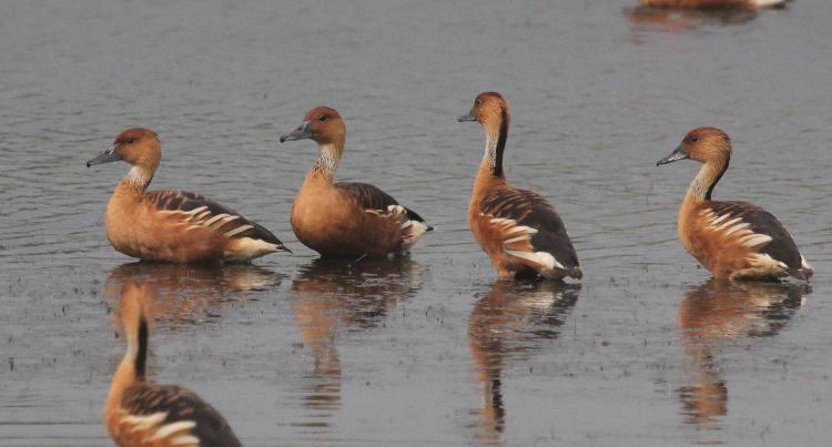Photo (8): Fulvous Whistling-Duck