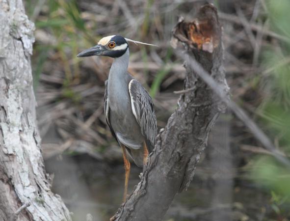 Photo (3): Yellow-crowned Night-Heron