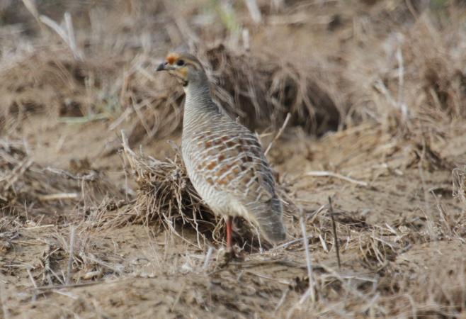 Photo (1): Gray Francolin