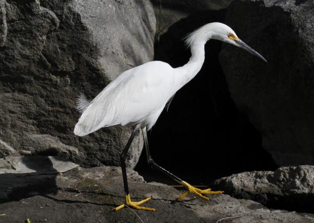 Photo (2): Snowy Egret
