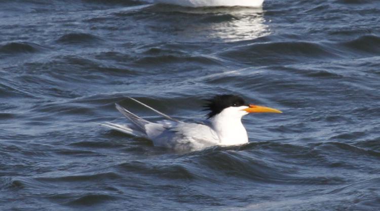 Photo (2): Elegant Tern