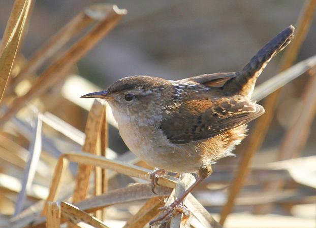 Photo (2): Marsh Wren