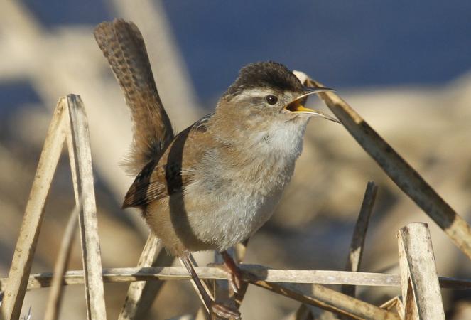 Photo (3): Marsh Wren