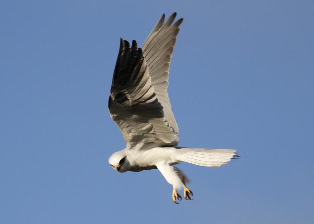 Photo (2): White-tailed Kite