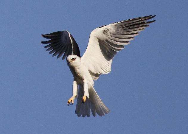 Photo (4): White-tailed Kite