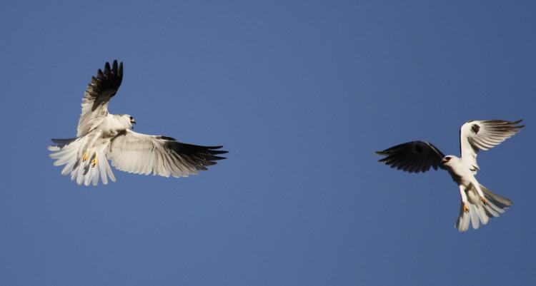 Photo (6): White-tailed Kite