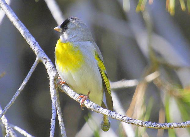 Photo (7): Lawrence's Goldfinch