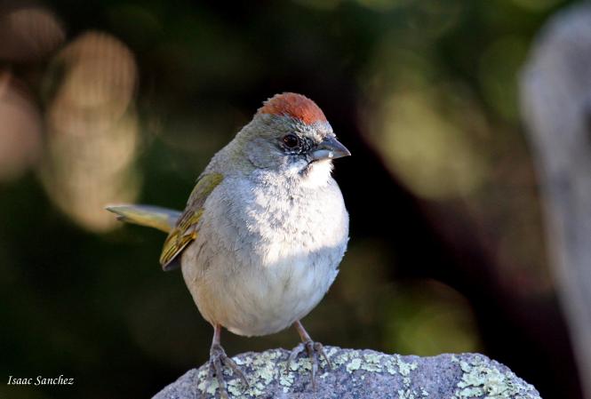 Photo (13): Green-tailed Towhee