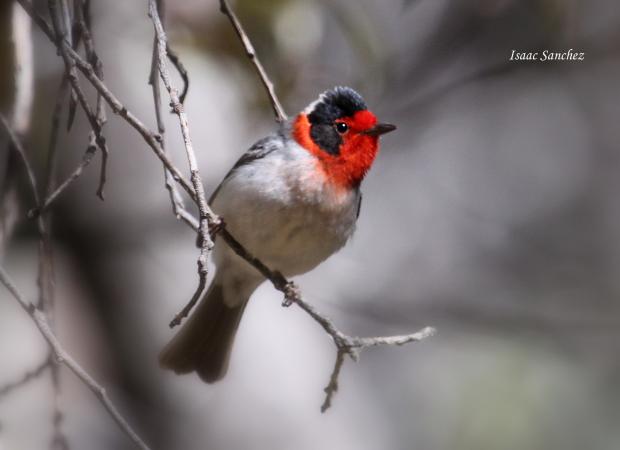 Photo (4): Red-faced Warbler