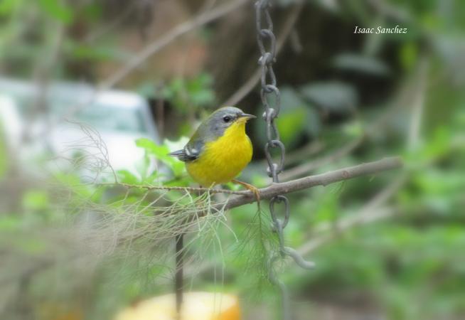 Photo (2): Tropical Parula