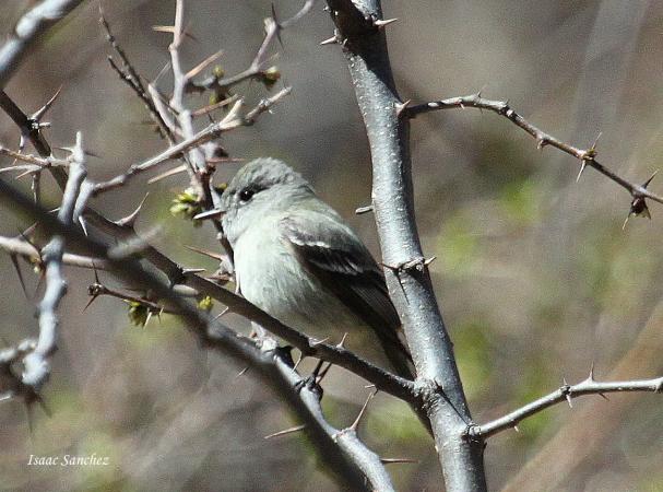 Photo (12): Dusky Flycatcher