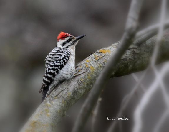 Photo (3): Ladder-backed Woodpecker