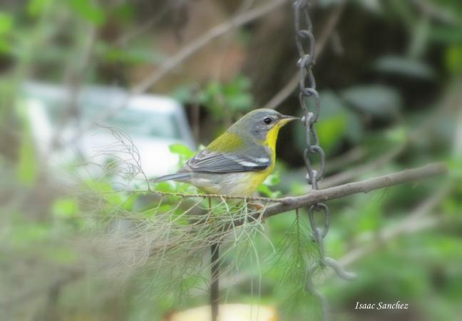Photo (3): Tropical Parula