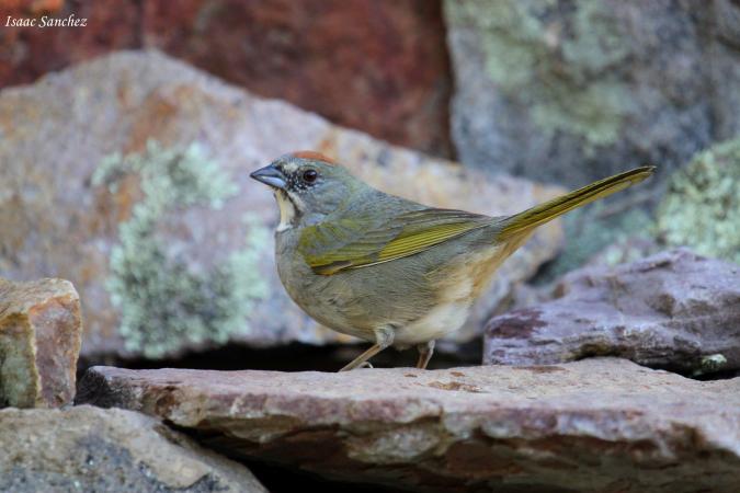 Photo (4): Green-tailed Towhee